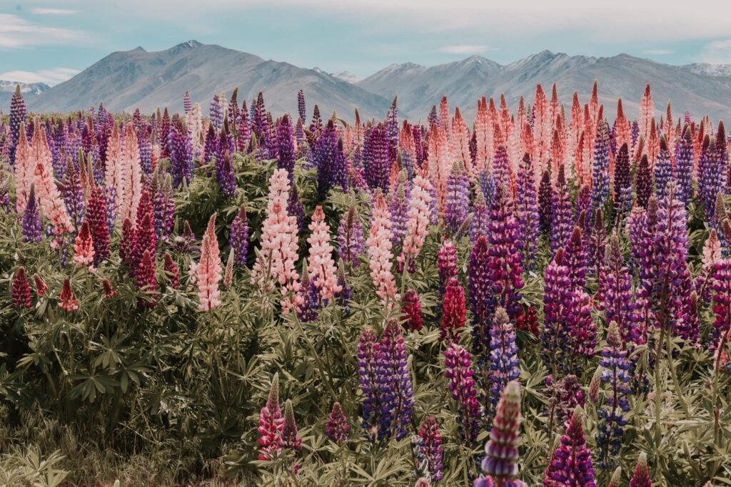 Christchurch to Queenstown