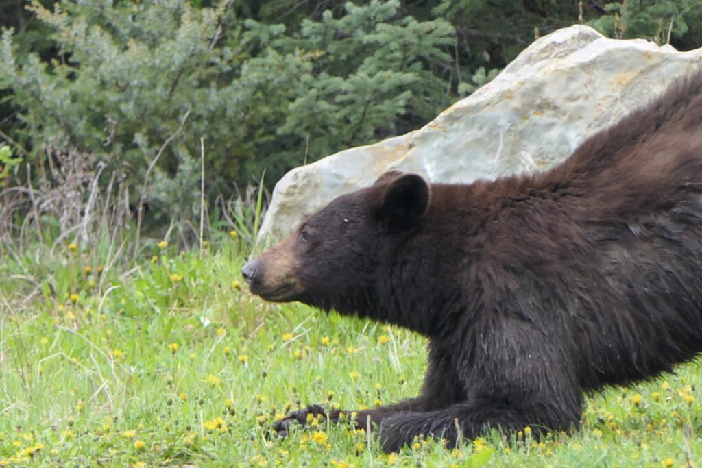 Waterton to Whitefish and beyond – USA